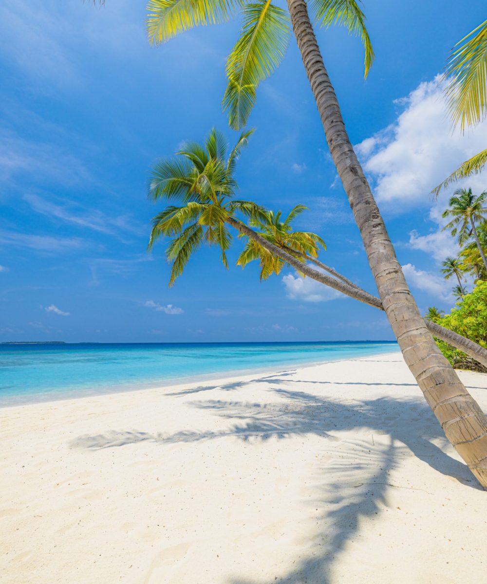 Best,Tropical,Beach,Landscape.,Fantastic,Summer,Coast,,Vacation,Destination,,Palm